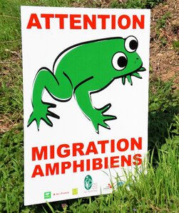 Path eyes amphibian