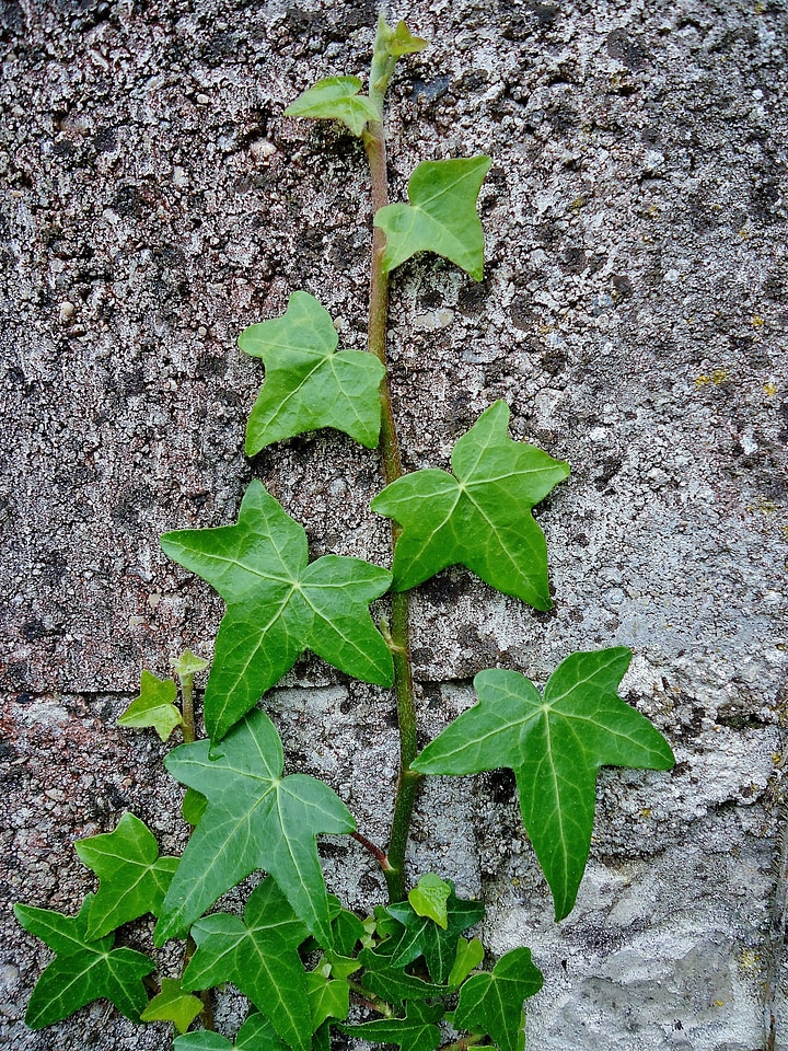 Leaves leaf grey