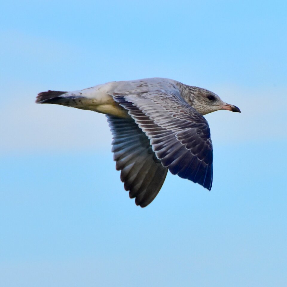 Water air bird