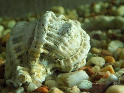 Crustaceans background submarine