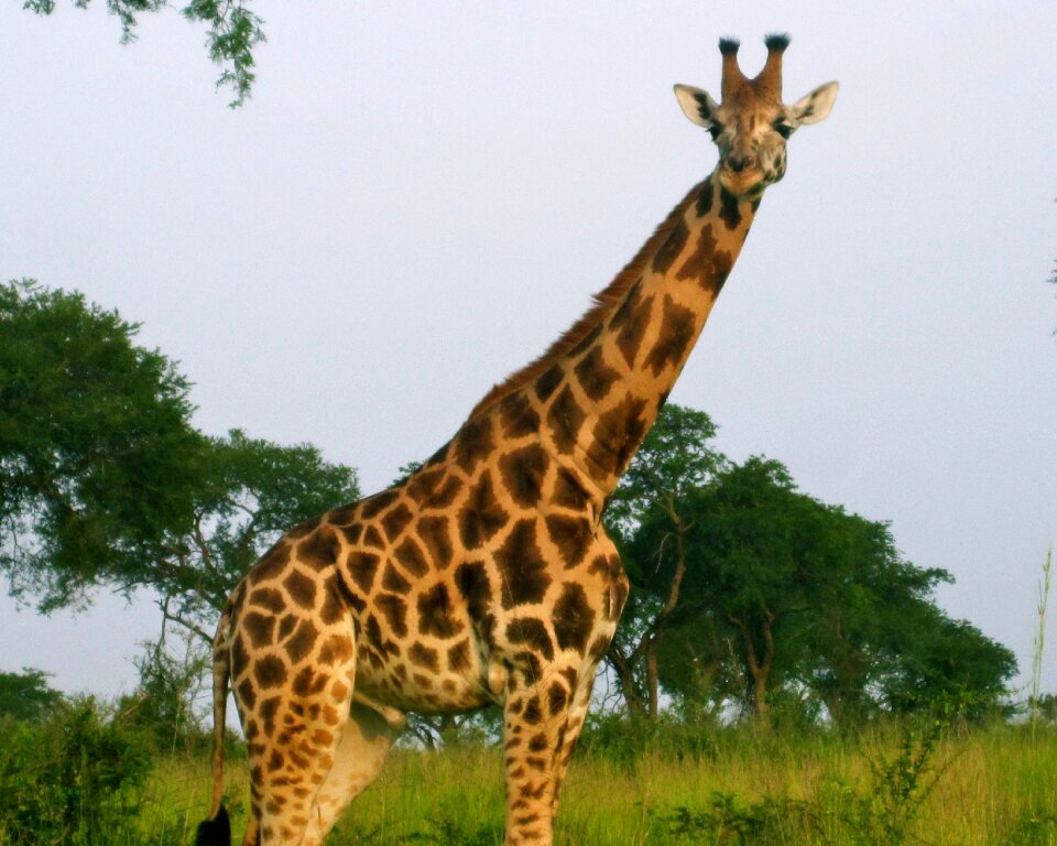 Safari nature wild