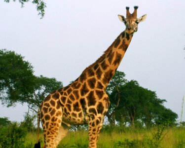Safari nature wild