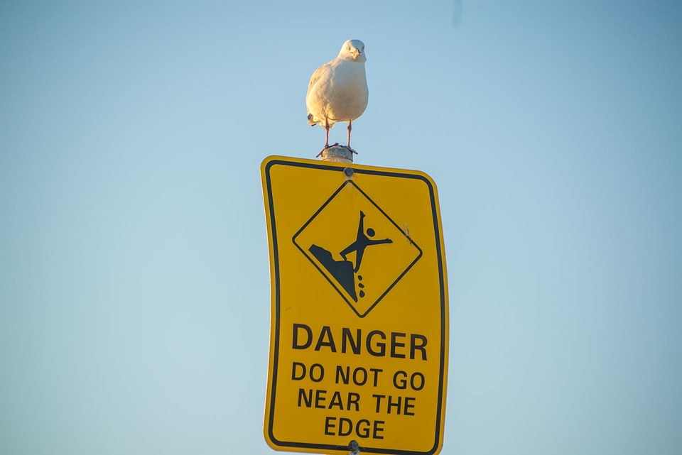 Shore bird perched perching