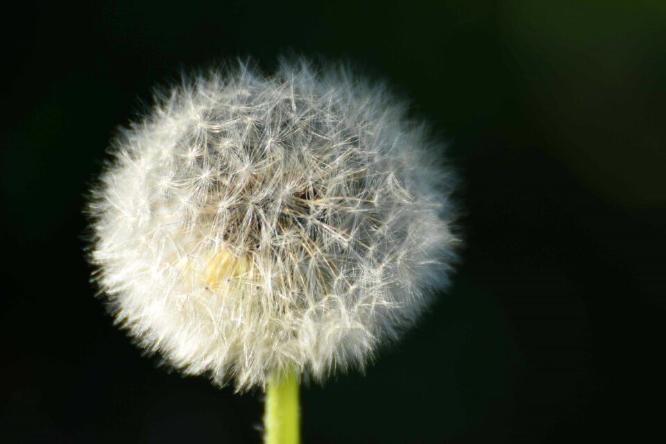 Spring nature common dandelion