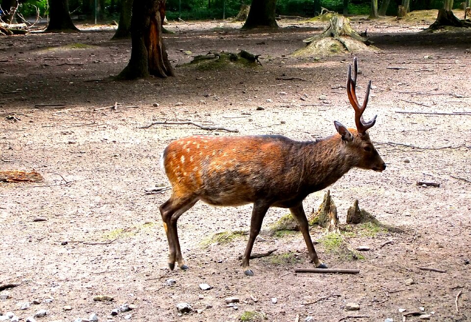 Antler carrier wildlife park roe deer
