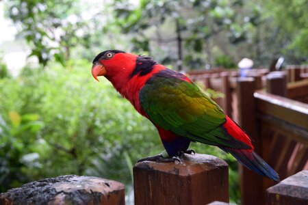 Bird animal pen