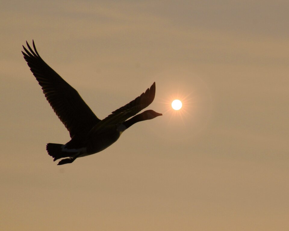 Wildlife duck flying