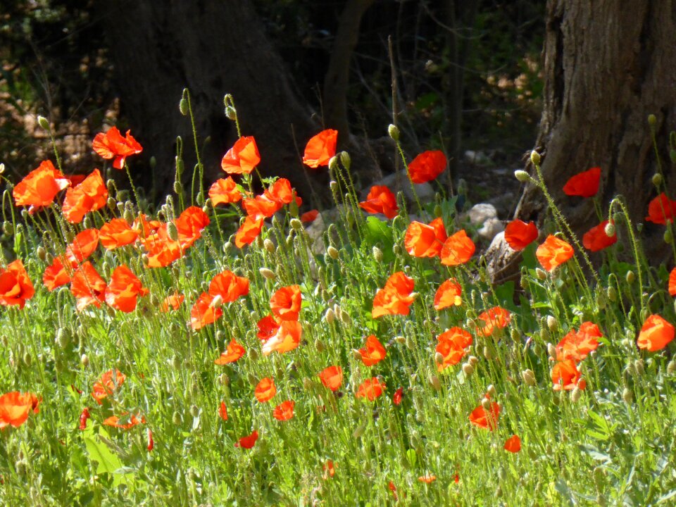 Poppy meadow red poppy flower