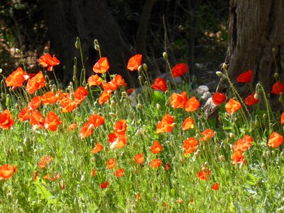 Poppy meadow red poppy flower