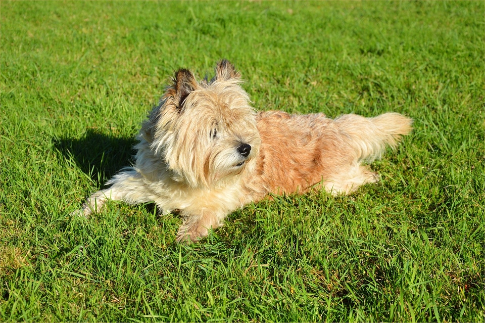 Canine doggy furry