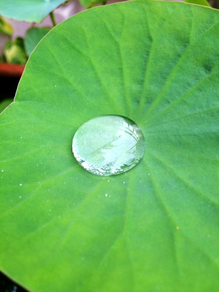 Water drop garden nature