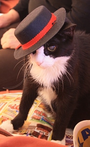 Animal world hat carnival