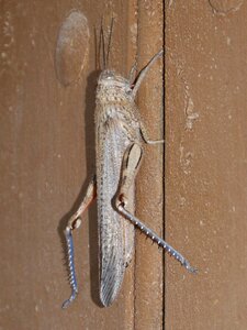 Brown arthropod detail