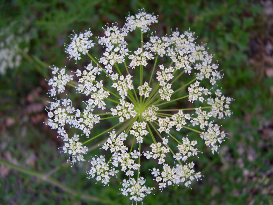 Flower white nature