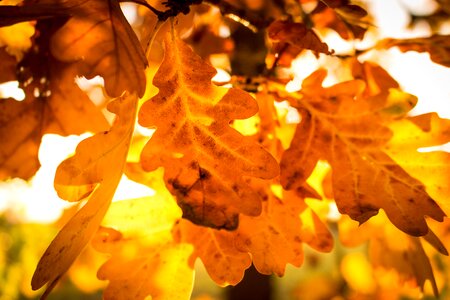 Nature leaves golden autumn photo