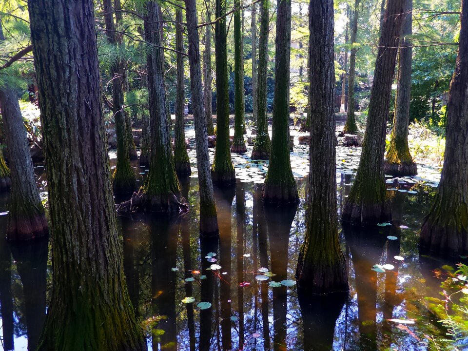 Metasequoia serenity forest