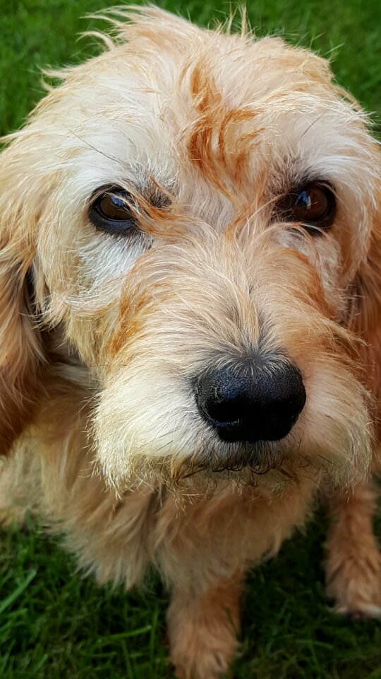 Appealing basset face