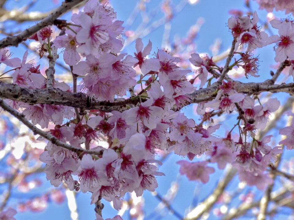 Flourish flowers spring
