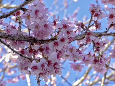 Flourish flowers spring photo