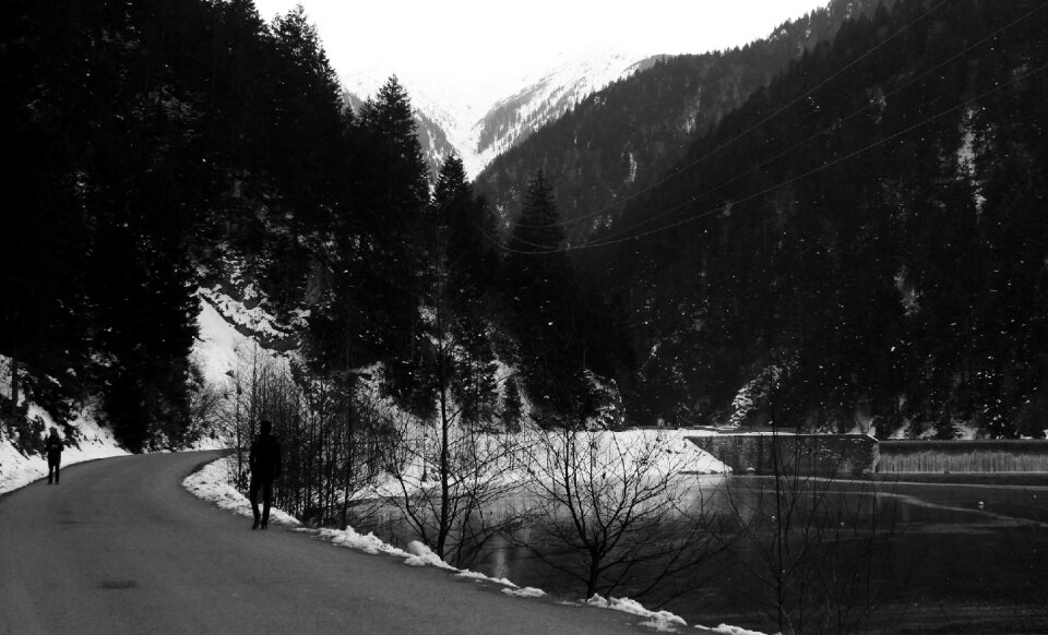 Tree nature travel