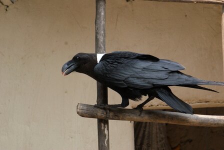 Bird animals black and white
