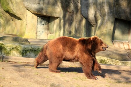Brown bear nature predator
