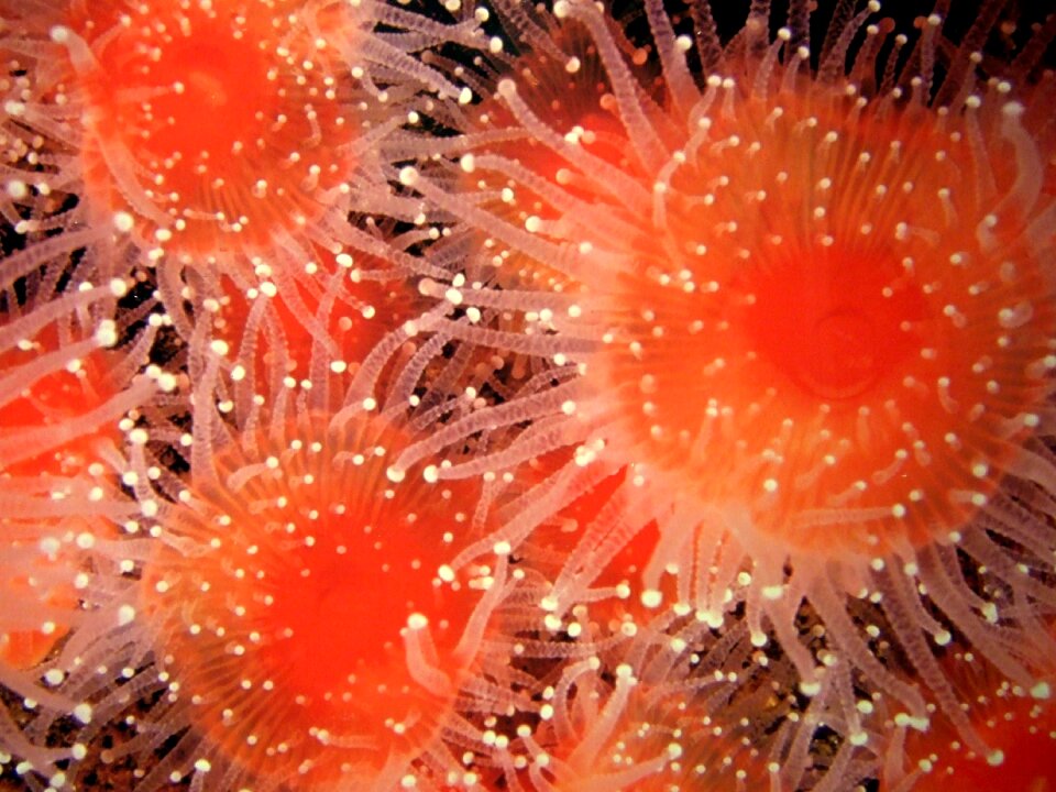 Sea urchin aquarium bench