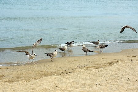 Sand water seagull