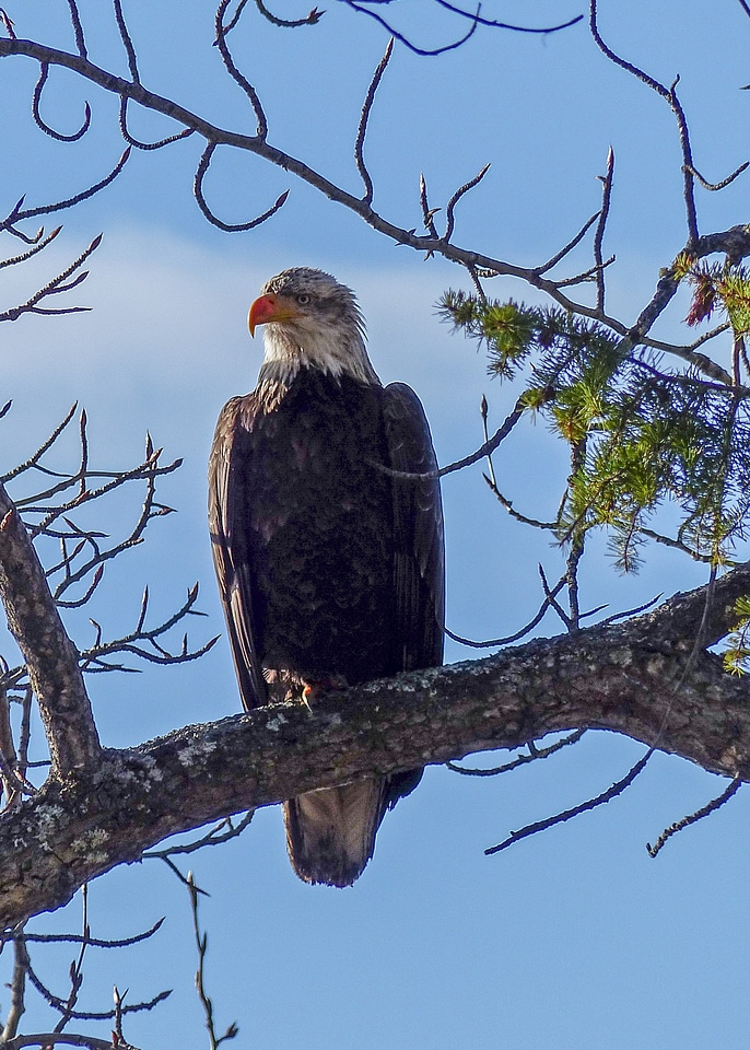 Bird of prey symbol freedom