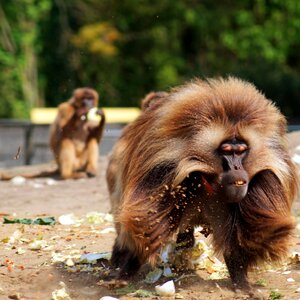Enclosure feeding males