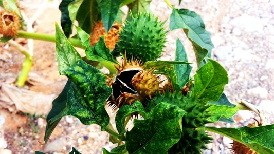 Green mature plant
