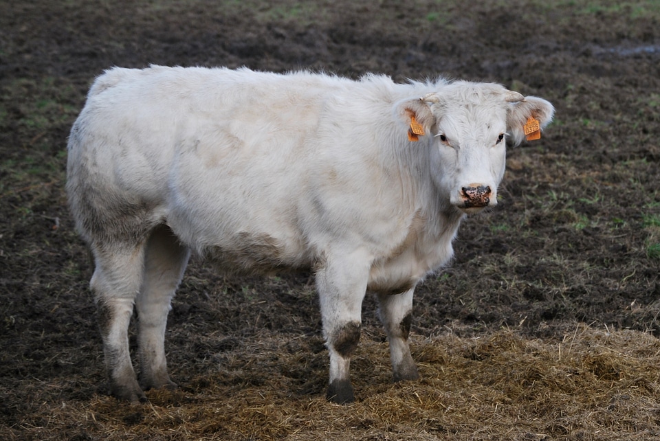 Nature farm pasture