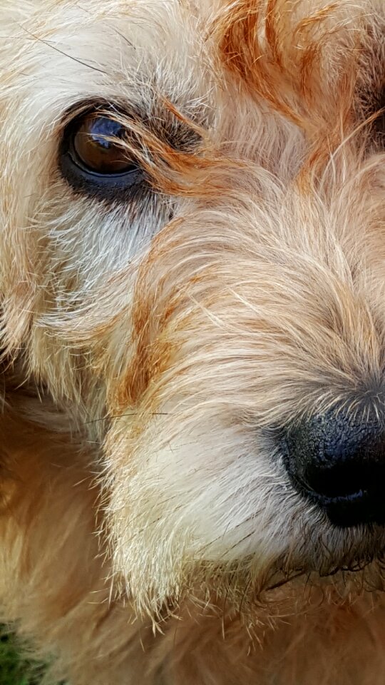 Fur nos basset