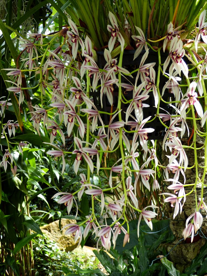 Bloom plant tropical