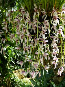 Bloom plant tropical