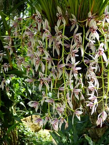 Bloom plant tropical photo