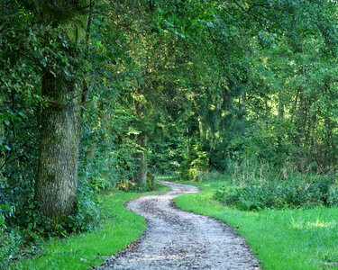 Lane nature green