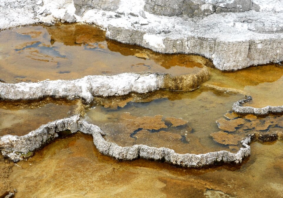 Yellow national park yellowstone