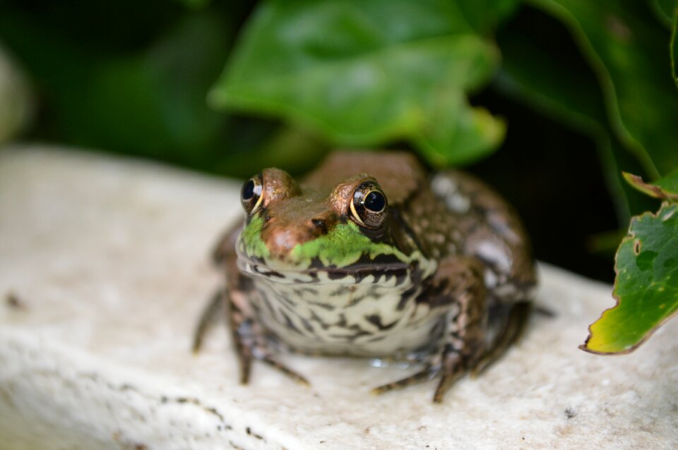 Wildlife amphibian pond
