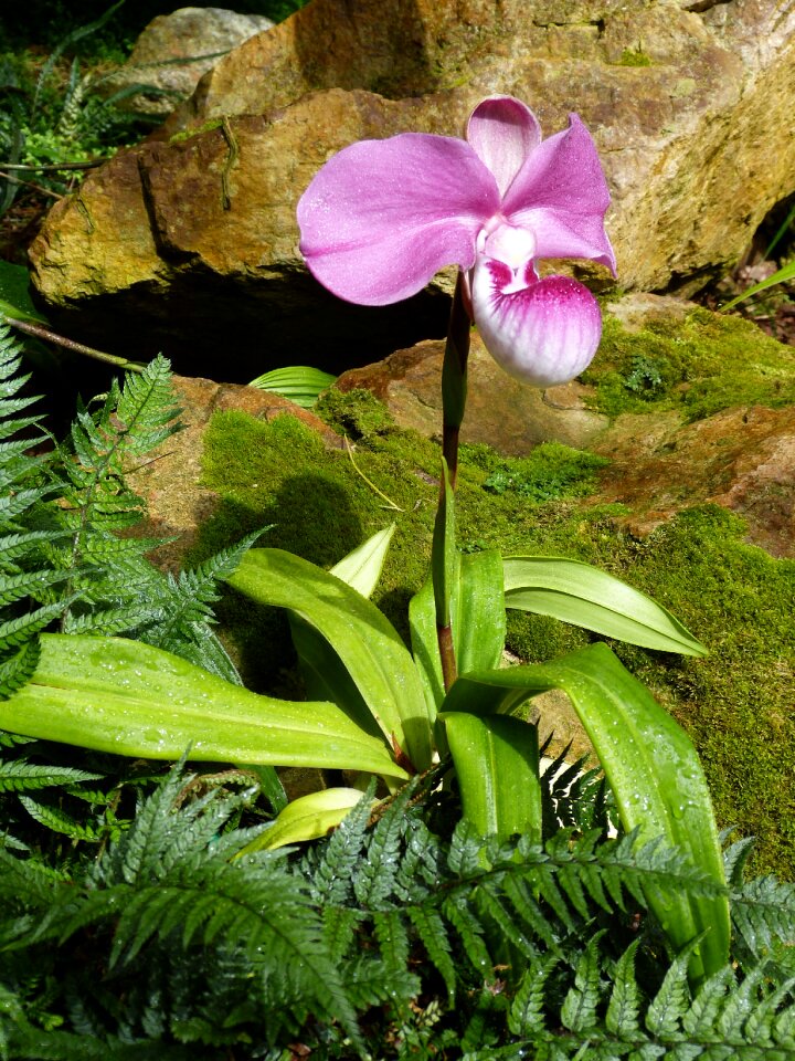 Bloom plant tropical