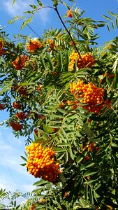 Himmel rowan berries leaf