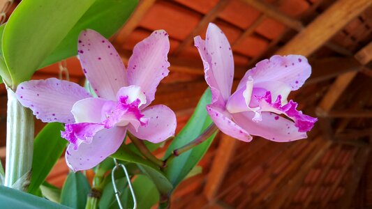 Orchid flowers garden
