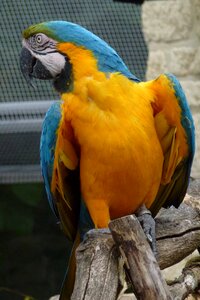 Nature animal looking