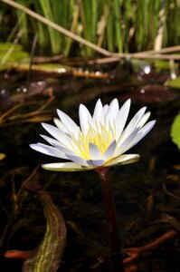 Flora aquatic white