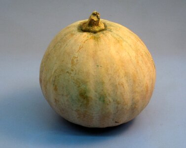 Pumpkin yokosuka japan