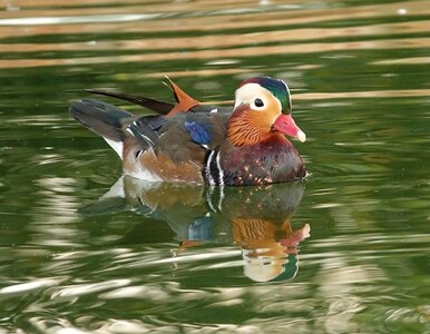 Animal water pond