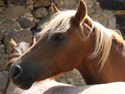 Foal heads ride