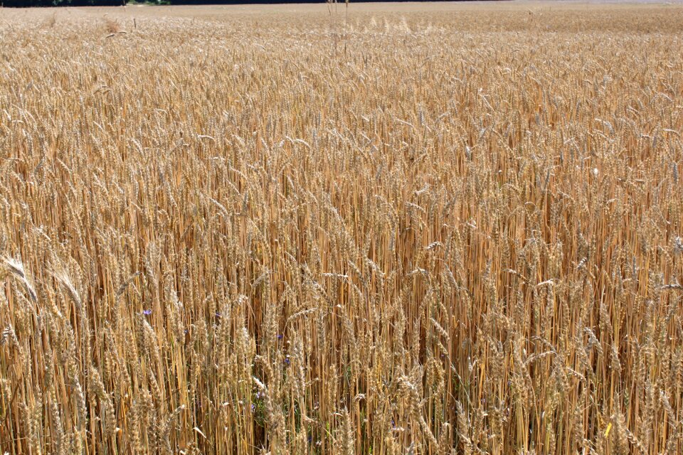 Wheat cereals wheat field