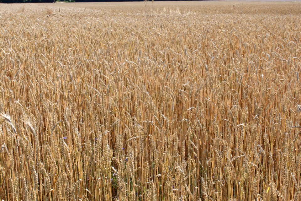 Wheat cereals wheat field photo