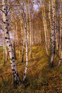 Tree autumn golden hour photo